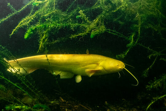 silure mandarin juvenile ou poisson-chat g&eacute;ant albinos (Silurus glanis) cach&eacute; sous les berges d'un lac dans les Landes