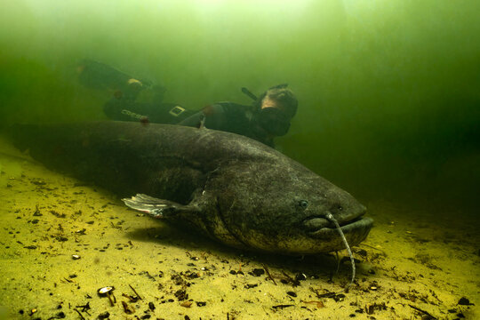 silure glane ou poisson-chat g&eacute;ant albinos (Silurus glanis) cach&eacute; sous les berges d'un lac dans les Landes