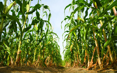 Corn field plantation growing up.