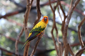 Parrots in zoos are raised in a special way.