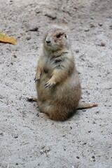Prairie dogs are small, fluffy animals.