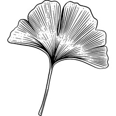 Hand drawn Gingkgo Biloba Leaf Sketch Illustration