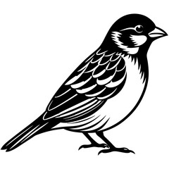 Vector illustration of a sparrow 