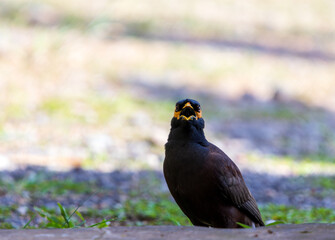 crow on the ground
