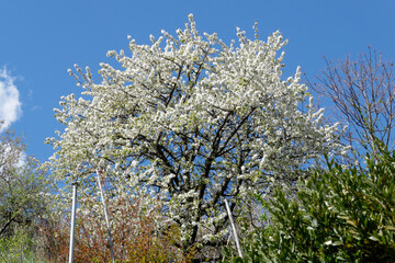 Blossoming plum tree in spring . Tuscany, Italy