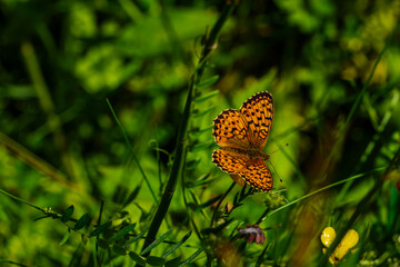 butterfly on flower