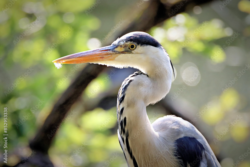 Wall mural Heron