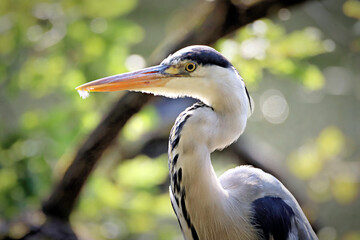 Heron
