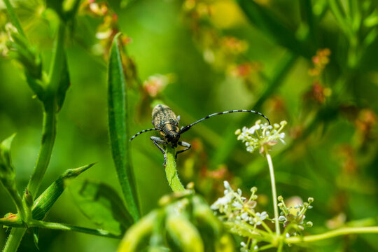 Saperda carcharias