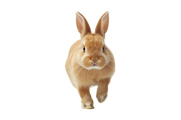 Running bunny studio portrait die cut PNG style isolated on white and transparent background
