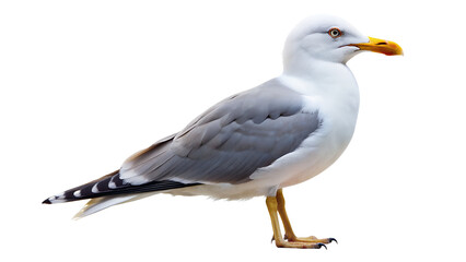 Obraz premium seagull on isolated background with high detailing