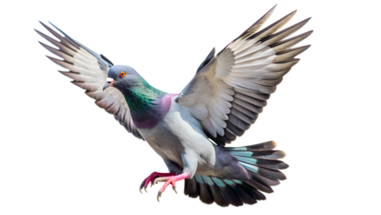 pigeon on isolated background with high detailing