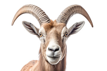 A goat with horns is staring at the camera.