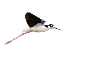 A black-necked stilt (Himantopus mexicanus) in flight, flying with its wings up and its feet hanging down, over Sarasota, Florida. Transparent PNG. Isolated. Clip art. 