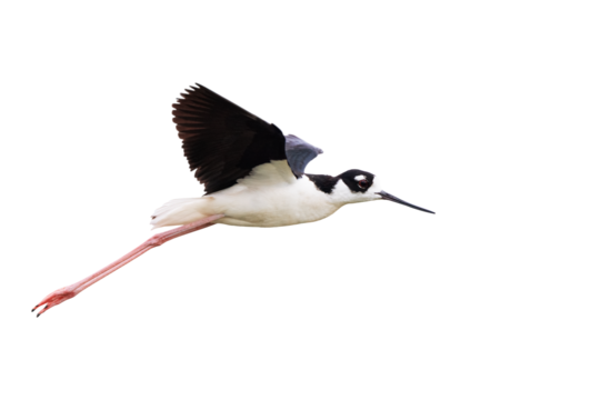 A black-necked stilt (Himantopus mexicanus) in flight, flying with its wings up and its feet hanging down, over Sarasota, Florida. Transparent PNG. Isolated. Clip art. 