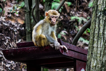 Monkey in Zhangjiajie National Forest Park - famous tourist attraction of China. Wulingyuan, Province, China, Asia.