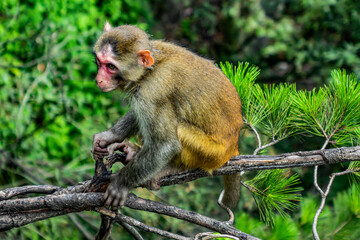 Monkey in Zhangjiajie National Forest Park - famous tourist attraction of China. Wulingyuan, Province, China, Asia.