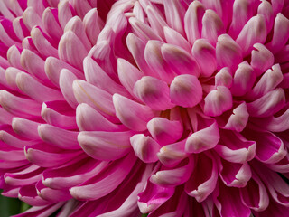 Bouquet of pink peony flowers close up. Womens day or wedding concept.