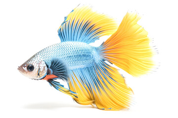Fototapeta premium A fish with a blue body and yellow tail