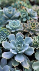 Close-Up View of Teal Echeveria Succulent Plant in Banner Format, Perfect for Botanical and Seasonal Themes. Ideal for Spring and Summer Outdoor Settings. High-Resolution AI-Generated Wallpaper Backgr
