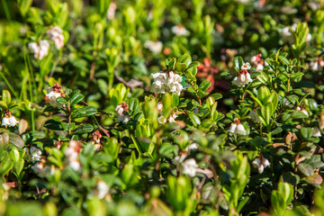 Flowering lingonberry in spring