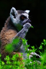 close-up of a katta