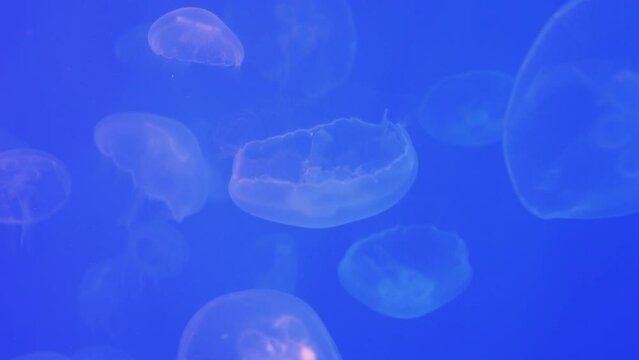 Serene Jellyfish float gracefully in the peaceful blue ocean, creating a tranquil atmosphere