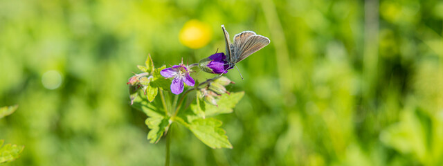 Gemeiner Bläuling Schmetterling auf der Blüte eines blauen Strochenschnabels