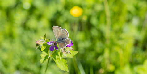 Gemeiner Bläuling Schmetterling auf der Blüte eines blauen Strochenschnabels