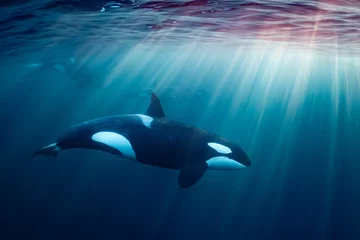 orcas or killer whales in Kvænangen fjord in Norway hunting for herrings