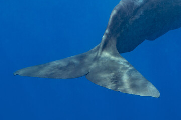 sperm whale or cachalot around the island of Mauritius