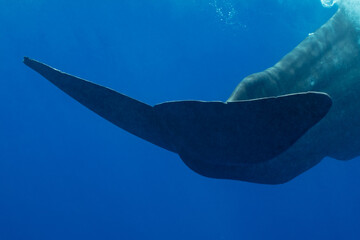 sperm whale or cachalot around the island of Mauritius