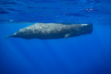 Obraz premium sperm whale or cachalot around the island of Mauritius