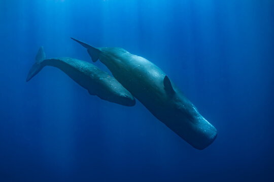 sperm whale or cachalot around the island of Mauritius