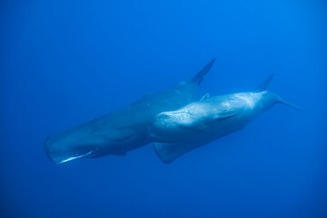 Fototapeta premium sperm whale or cachalot around the island of Mauritius