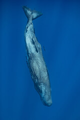 sperm whale or cachalot around the island of Mauritius