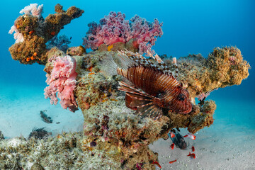indian lionfish