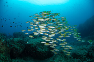 The bigeye snapper (Lutjanus lutjanus) also known as the bigeye seaperch or red sea lined snapper or golden striped snapper or rosy snapper or yellow snapper