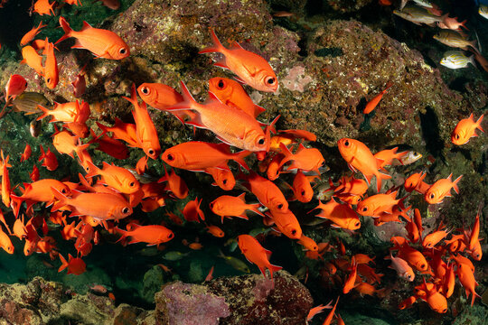 school of robust soldierfish