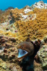 whitemouth moray