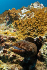 whitemouth moray