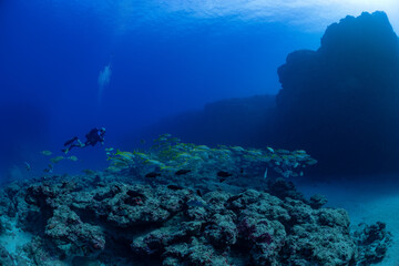 woman diver with school of yellowfin goatfish