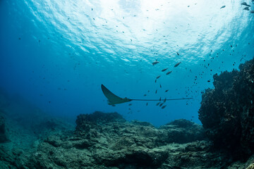 spotted eagle ray