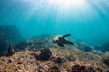 Cape or Brown fur seal or sea lion playing with diver in South Africa