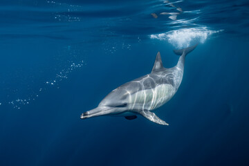 Pod of common dolphins (Delphinus delphis) swimming in the Atlantic Ocean near the Western Cape coast of South Africa