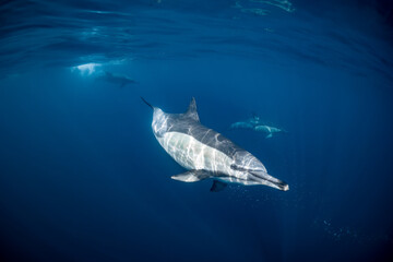 Fototapeta premium Pod of common dolphins (Delphinus delphis) swimming in the Atlantic Ocean near the Western Cape coast of South Africa