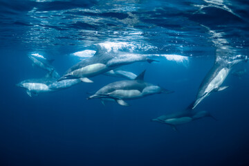 Fototapeta premium Pod of common dolphins (Delphinus delphis) swimming in the Atlantic Ocean near the Western Cape coast of South Africa