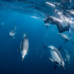 Pod of common dolphins (Delphinus delphis) swimming in the Atlantic Ocean near the Western Cape coast of South Africa