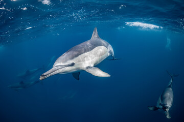 Obraz premium Pod of common dolphins (Delphinus delphis) swimming in the Atlantic Ocean near the Western Cape coast of South Africa