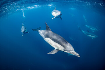 Pod of common dolphins (Delphinus delphis) swimming in the Atlantic Ocean near the Western Cape coast of South Africa